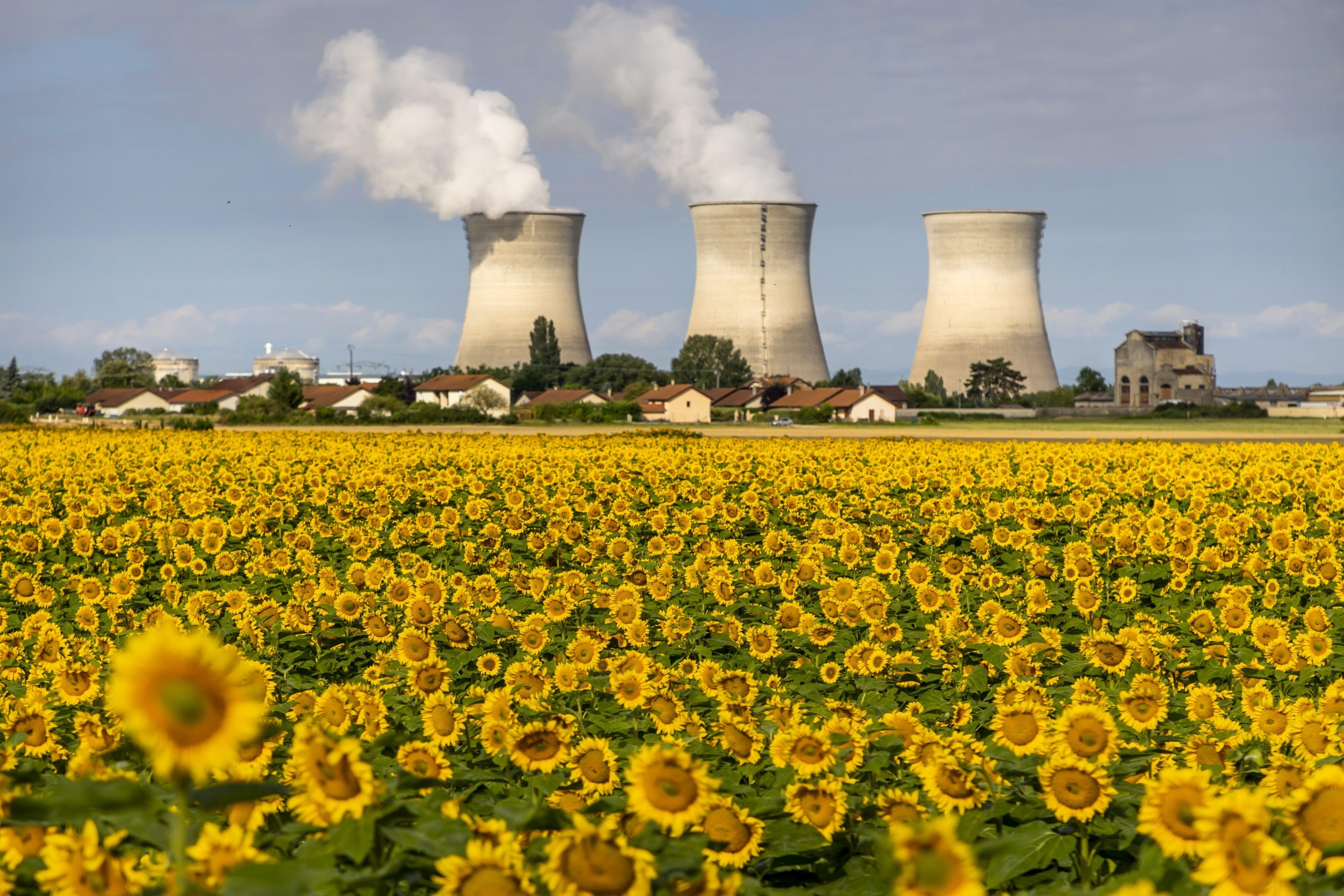 Champ de tournesols devant la centrale nucléaire du Bugey à Saint-Vulbas dans l’Ain