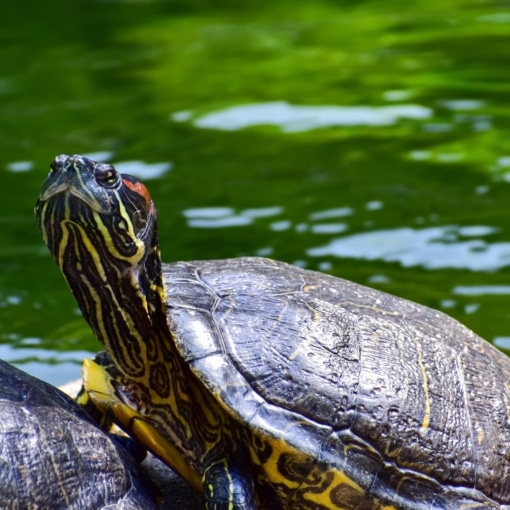 Tortue au bord de l’eau à La Vallée des Tortues à Sorède.
