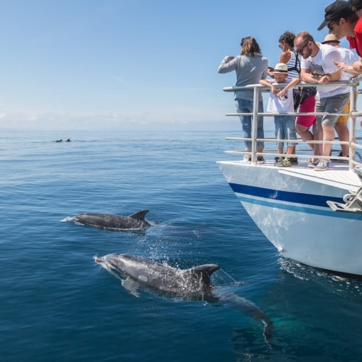 Observation de dauphins depuis un bateau lors d’une sortie Explore Océan à Hendaye.