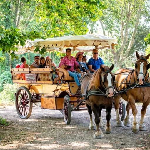 Calèche tirée par deux chevaux transportant des passagers sous un auvent, sur un chemin ombragé en Camargue.