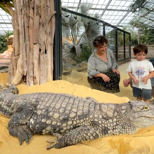Visiteurs observant un crocodile à la Ferme aux Crocodiles à Pierrelatte.