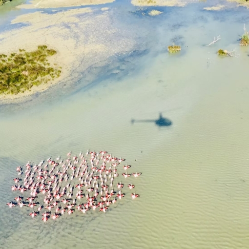 Vue aérienne en hélicoptère au-dessus de la Camargue, survolant un groupe de flamants roses dans les marais.
