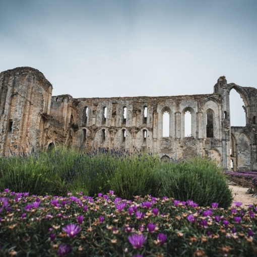 Vestiges de l’abbaye de Maillezais avec ses hautes arches gothiques et ses pierres anciennes, mises en valeur par des fleurs colorées
