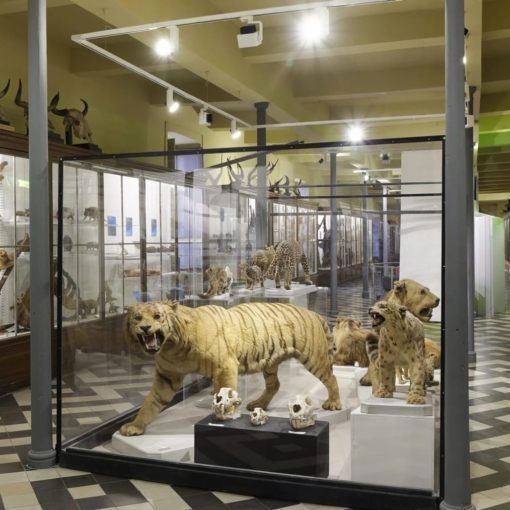 Galerie d’expositions du musée d’Histoire naturelle de Nîmes avec animaux naturalisés et squelettes