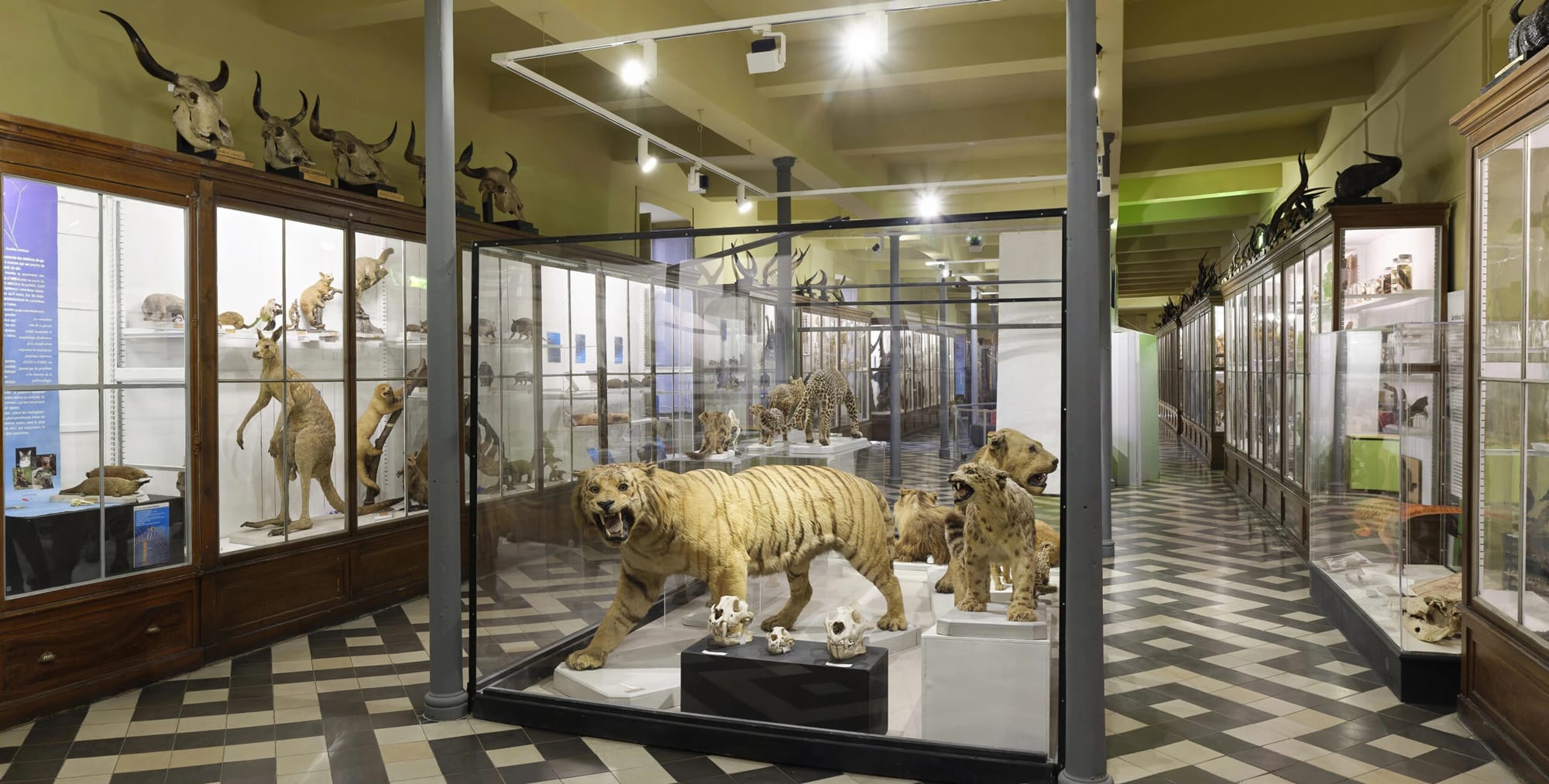 Galerie d’expositions du musée d’Histoire naturelle de Nîmes avec animaux naturalisés et squelettes