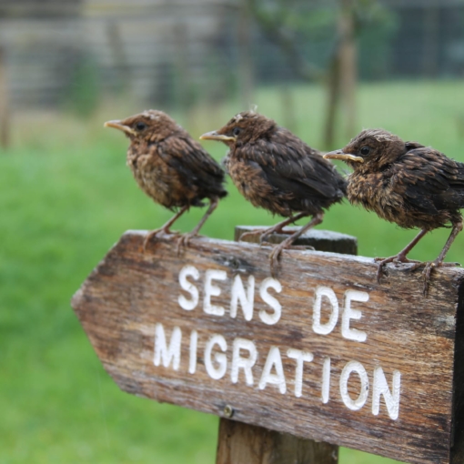 Les oiseaux du marais Poitevin