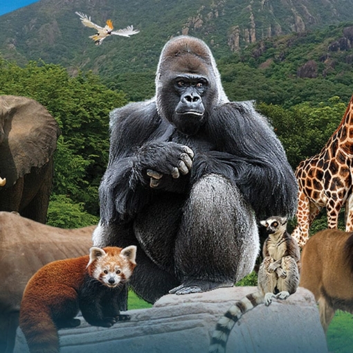 Animaux du zoo du Bassin d'Arcachon