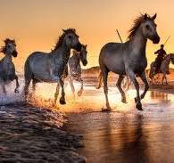 Chevaux galopant dans l’eau au coucher du soleil lors d’une balade équestre en bord de mer au Ranch Les Gaillardels